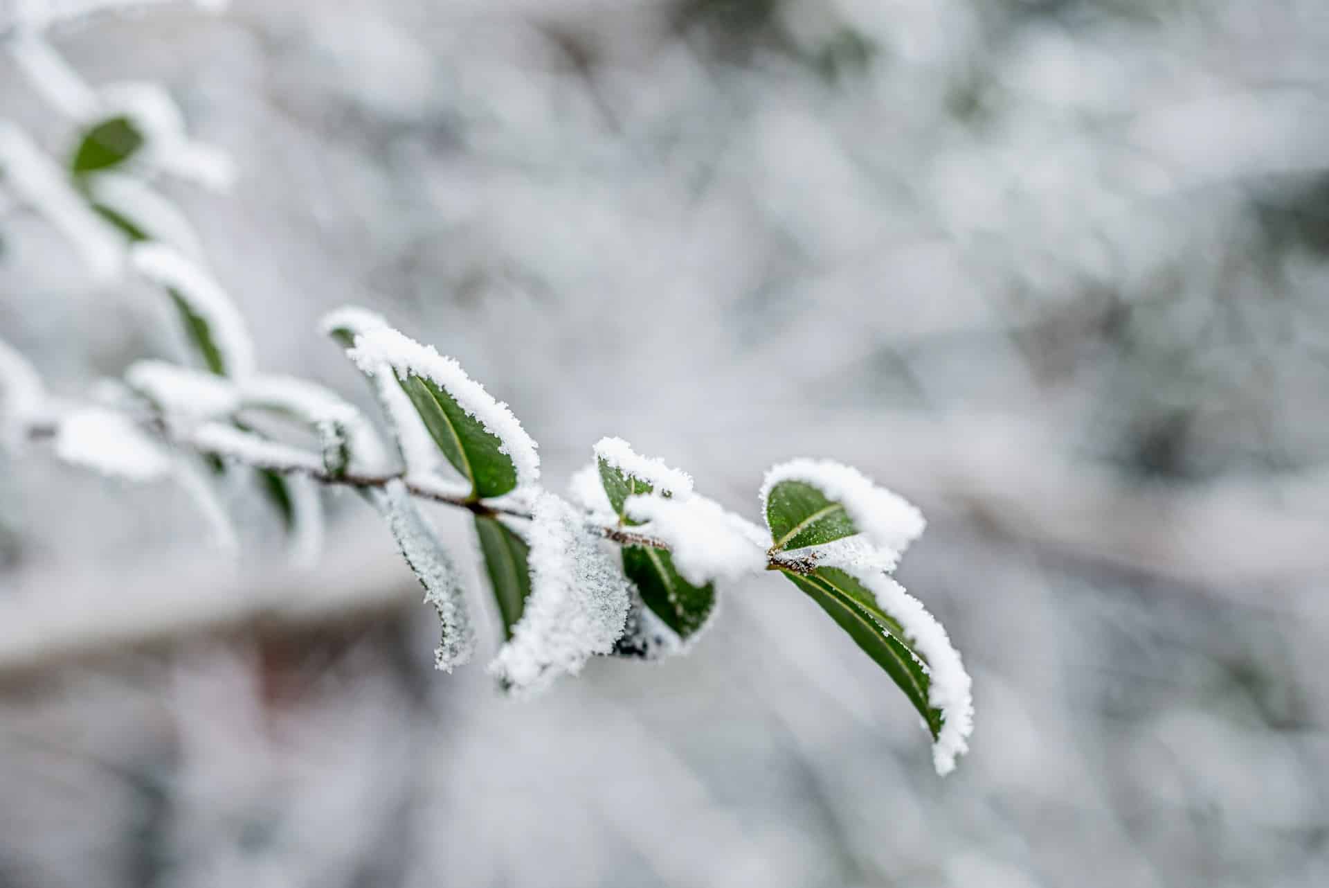 protection des plantes en hiver